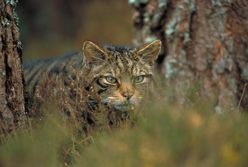 Saving Wildcats - Carroll County Celtic Festival